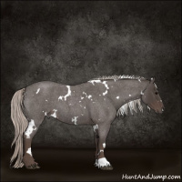Horse Color:White Spotted Silver Blue Roan 
