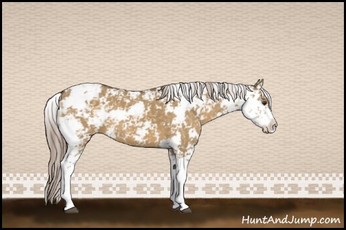 Horse Color:Chocolate Palomino Dun Sabino 