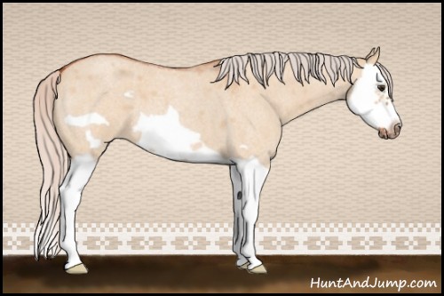 Horse Color:Silver Bay Roan Dun Splash Frame 