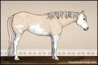 Horse Color:Silver Bay Roan Dun Splash Frame 