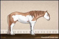 Horse Color:Gold Champagne Splash Frame 