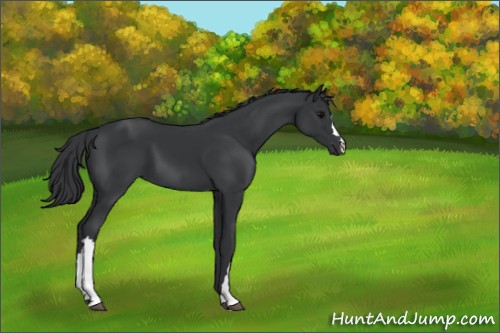 Horse Color:Black  and Black 
