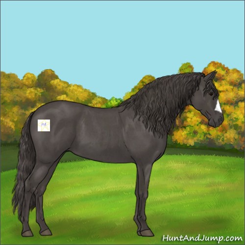Horse Color:Smoky Blue Roan 
