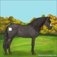 Horse Color:Smoky Blue Roan 
