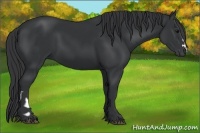 Horse Color:Black  and Black 