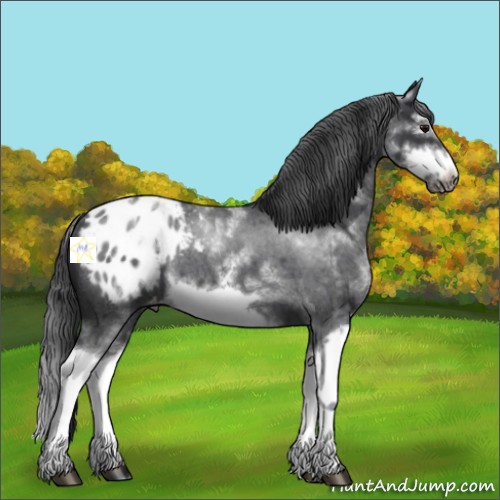 Horse Color:White Spotted Blue Roan Splash Frame Appaloosa 