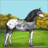 Horse Color:White Spotted Blue Roan Splash Frame Appaloosa 