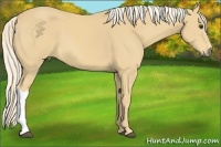 Horse Color:Palomino