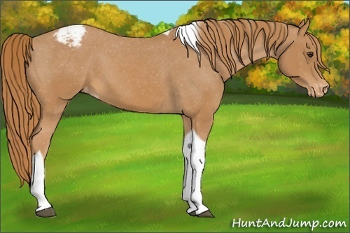 Horse Color:Chestnut Tobiano Varnish