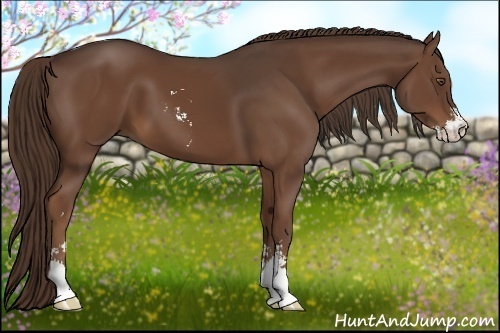 Horse Color:Liver Chestnut Sabino 