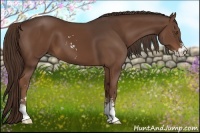 Horse Color:Liver Chestnut Sabino