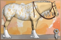 Horse Color:Palomino Sabino Appaloosa