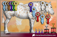 Horse Color:Palomino Sabino Appaloosa 