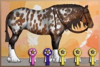 Horse Color:Buckskin Roan Near Leopard