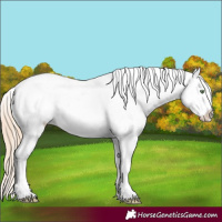 Horse Color:Gold Champagne Dun Splash Appaloosa 
