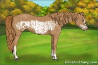 Horse Color:Chestnut  and Chestnut Frame 