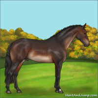 Horse Color:Brown 