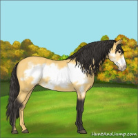 Horse Color:Buckskin Frame 