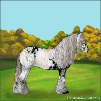 Horse Color:Bay Ice Sabino Splash Varnish and Bay Sabino Splash Blanket