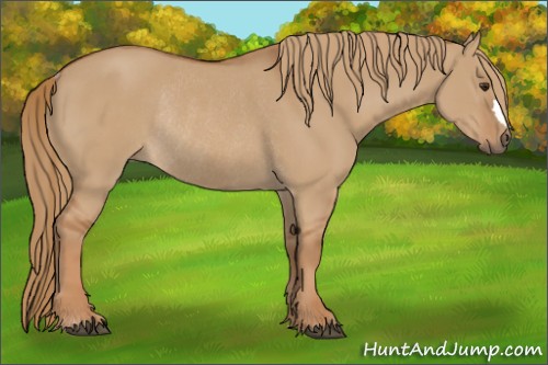 Horse Color:Red Dun Rabicano 