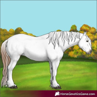 Horse Color:Gray Bay Appaloosa 