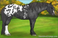 Horse Color:Black Appaloosa 