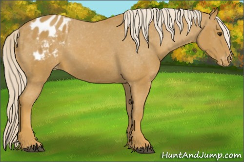 Horse Color:Palomino Appaloosa