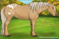 Horse Color:Palomino Appaloosa 