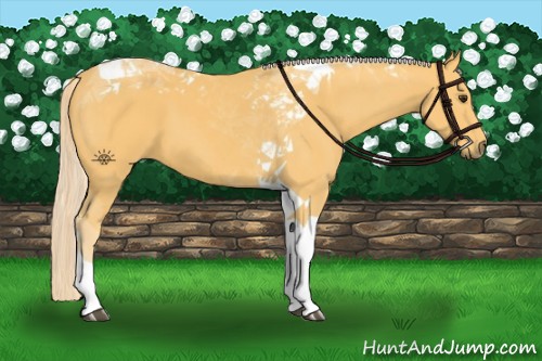 Horse Color:Palomino Tobiano