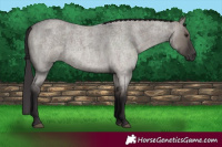 Horse Color:Smoky Grullo Roan 