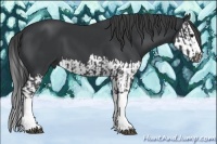 Horse Color:Black  and Black Splash 