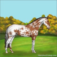 Horse Color:White Spotted Bay Roan Splash