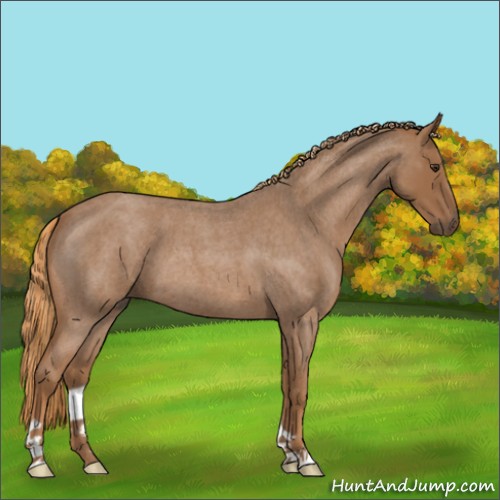Horse Color:Red Roan 