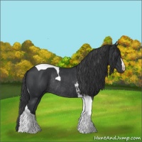 Horse Color:Black Tobiano Rabicano 