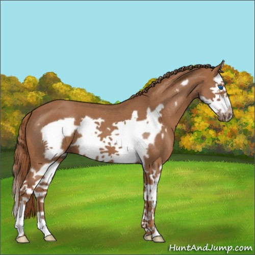 Horse Color:Red Roan Splash Frame 