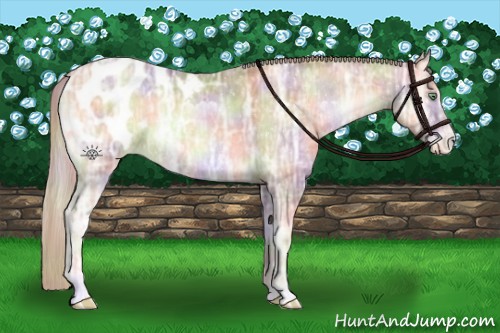 Horse Color:Nacre Chocolate Palomino Ice Pearl Onyx Appaloosa Rabicano