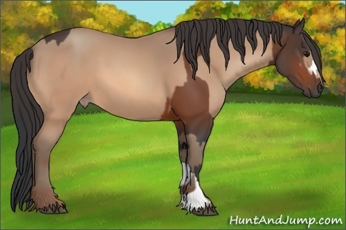 Horse Color:Bay  and Amber Champagne 