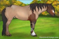 Horse Color:Bay and Amber Champagne