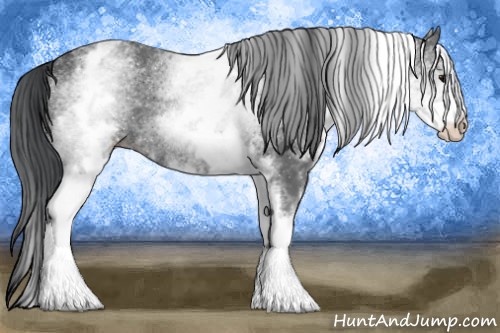 Horse Color:White Spotted Black