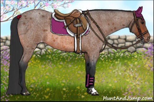 Horse Color:Bay Roan Appaloosa Rabicano 