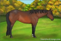 Horse Color:Bay Rabicano 