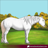 Horse Color:Gold Champagne Dun Appaloosa 