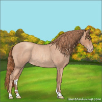 Horse Color:Gold Champagne Roan Rabicano 