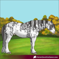 Horse Color:Smoky Black Sabino