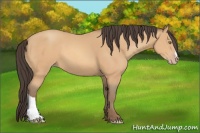 Horse Color:Amber Champagne 