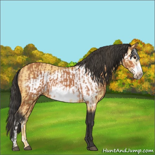 Horse Color:Bay Frame  and Buckskin Frame 