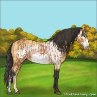 Horse Color:Bay Frame  and Buckskin Frame 