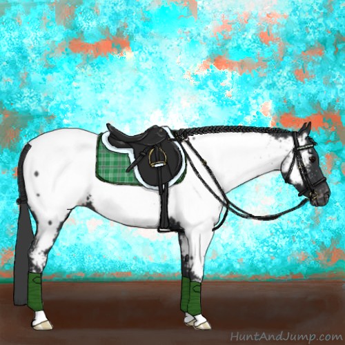 Horse Color:Black Appaloosa 