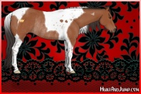 Horse Color:Bay Tobiano Rabicano 