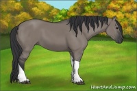 Horse Color:Grullo Tobiano